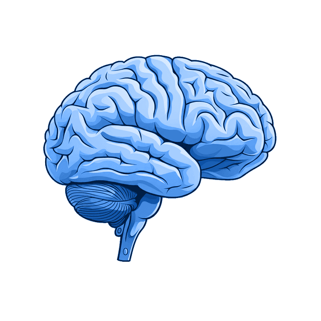 Immagine di un cervello umano